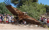 Israeli 'Spy' in Sudan Turns Out to be Just a Bird