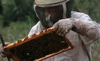 עלייה של 12% בייצור הדבש השנה 