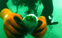 Scientists Discover New Life in the Dead Sea