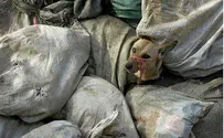 Activists in Israel to Protest the Ukraine's Animal Cruelty