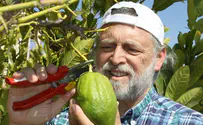 Video Feature: Sukkot - Israel Becomes Green