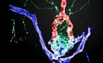 Israeli Scientists Find New Role for 'Hormone of Love'