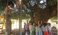 אלון שבות: מבצע להצלת העץ בן ה- 700 שנה