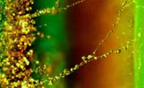 Israeli Researchers Discover Fungi-Bacteria Partners