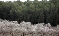 Заповедник "Миква Израиля"