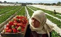 Gaza Economy Booming as Rockets Rain in Israel