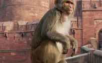 Is Indian Intelligence Monkeying With Pakistan?