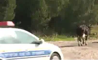 שוטרי התנועה מול... פרה בכביש 443