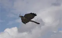 רובוט נץ יבריח עופות מנתיבי תעופה