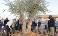 העצים מגוש קטיף ניטעו מחדש ב"בני נצרים"