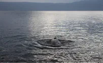 Kinneret Set to Break 20-Year Record