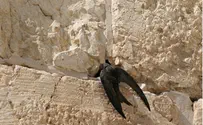 אסף מירוז, החברה להגנת הטבע הכותל: טקס לכבוד שובן של הציפורים הנודדות