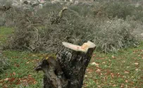 מעצר הנער החשוד בכריתת עצי ערבים הוארך ביום