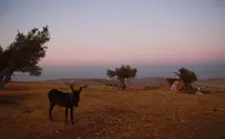 'חננו': עימות ברמת-מגרון - שני נערים נעצרו