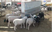 משרד החקלאות מגדיל מכסות לחלב עיזים