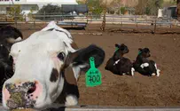 Pesach, Yom Ha'atzmaut Have Cows on the Run