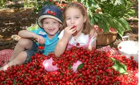 Israel news photo courtesy Yoram Bitan, Lerner PR ‘Everything Coming up Cherries' in Israel