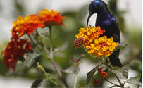 Reference to Israel's National Bird Sparks Outrage