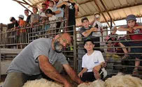 שחר כהן באיתמר חוזרים למקורות - גוזזים את הכבשים