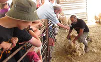 אסרו חג בשומרון: שחזור הגז וחקלאות עברית