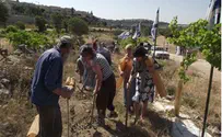 נשים בירוק עשרות עצים חדשים בנצר