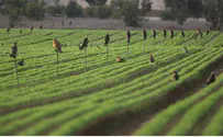 Israeli Scientist Named World Food Prize Winner