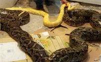 The farmer and the snake