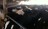כשהחום מתיש גם את הפרות מצננים גם בלילה
