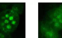 Sci-Fi Comes Alive in New 'Temporal Focusing' Microscope