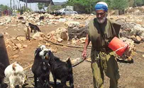 'המאבק בגנבות הצאן – חלק מהמאבק על הארץ'