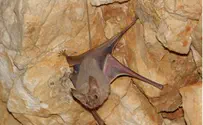 דואגים לעטלפים - סוגרים מערות למטיילים בחורף
