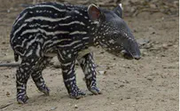 У тапиров Мэира и Пассифлоры родился сын