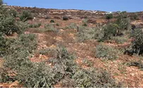 דיווח: עצי זית של יהודים הושחתו בעדי עד