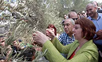 למה מסקה אשטון זיתים בשטח שבשליטה ישראלית?