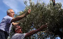 Flash 90 Ashton Picks Olives in Arab Village, ‘Proof Israel Should Go’