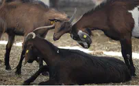Thieves Finally Succeed in Massive Goat Theft