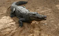 Gaza’s New Enemy: An Escaped Crocodile