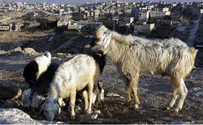 Israel news photo: Flash 90 Geula Cohen: Time to Wake Up from ‘Peace Delusion’