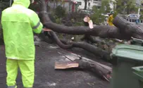 מנזקי הסערה: עצים נעקרו וחסמו את התנועה
