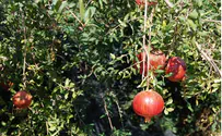 Photo Essay for Tu B'Shvat