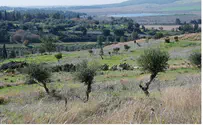 Photo Essay for Tu B'Shvat and Shabbat Shira: Israeli Landscapes