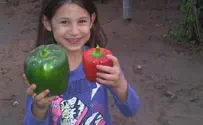 פלפל הענק 'גודזילה' מעין יהב לספר השיאים