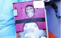 Which Monkey Did Iran Send Into Space?