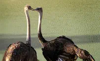 תחושה של בדידות      
