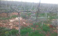 3,000 עצים הושחתו במשק אחיה שבבנימין