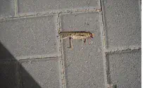 Israel vs. The Locusts - Pests to Plague Jews for Passover?
