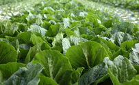 Rabbinate Busts Fake Kosher Greens Ring