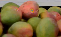 מוס מנגו 