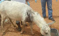 אתון נדקרה בצווארה בשל ריב בין שכנים