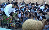 מצוות פדיון פטר חמור בתל ציון